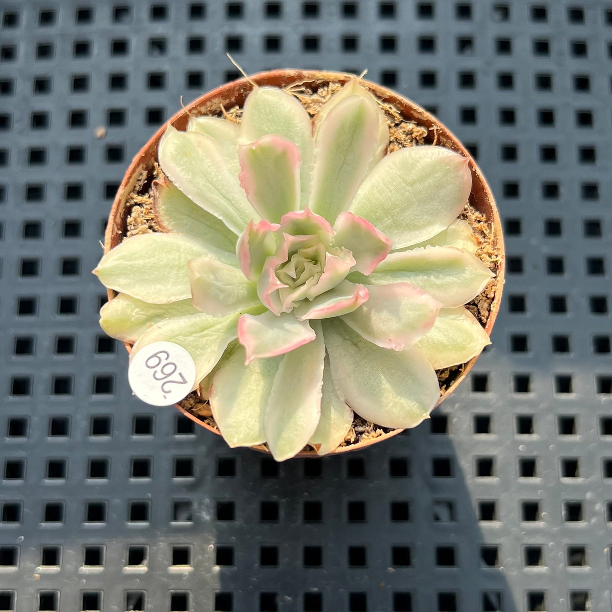 Echeveria 'White Princess' Variegated 1"-2" Succulent Plant (Potted)