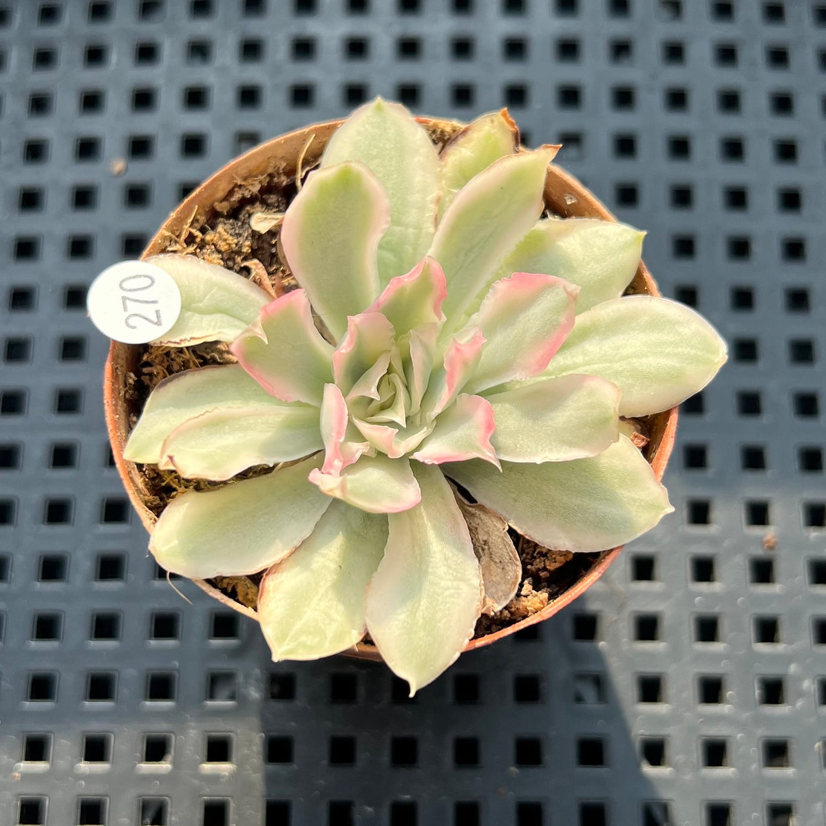 Echeveria 'White Princess' Variegated 1"-2" Succulent Plant (Potted)