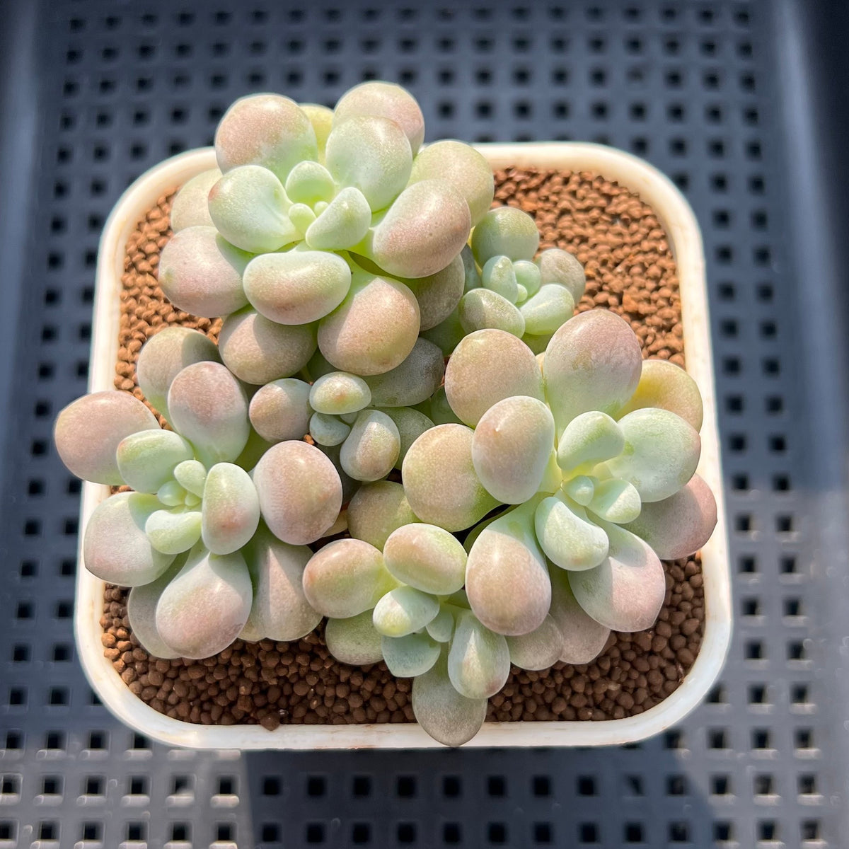 Graptoveria 'Pink Cherry' 2" Succulent Plant (Cutting)