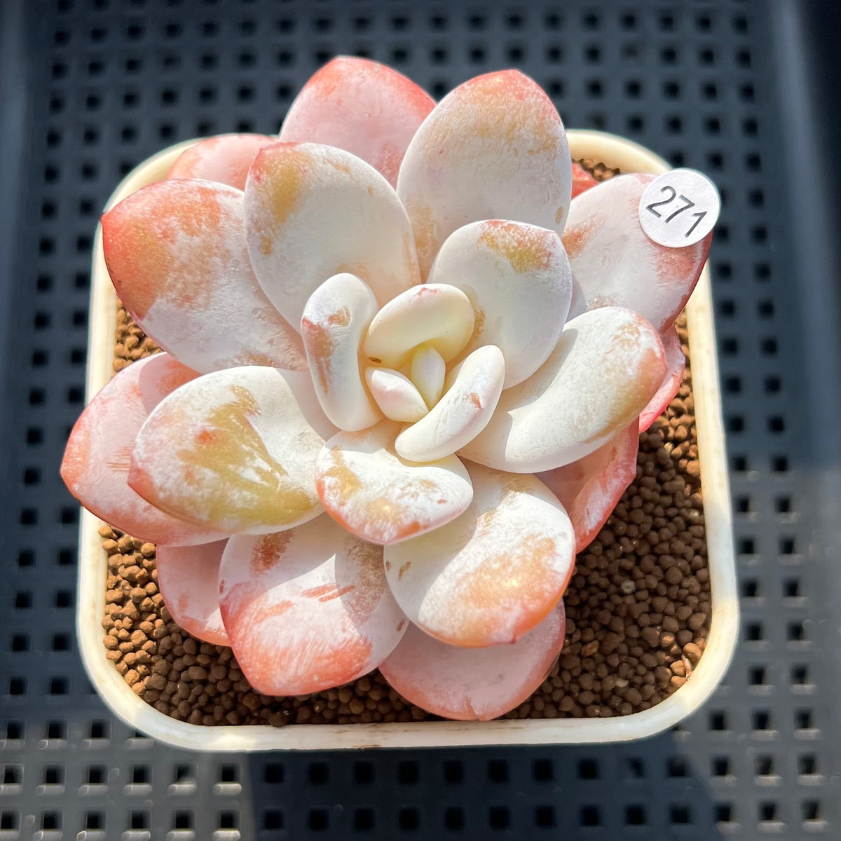 Echeveria Laui 2" Succulent Plant (Cutting)