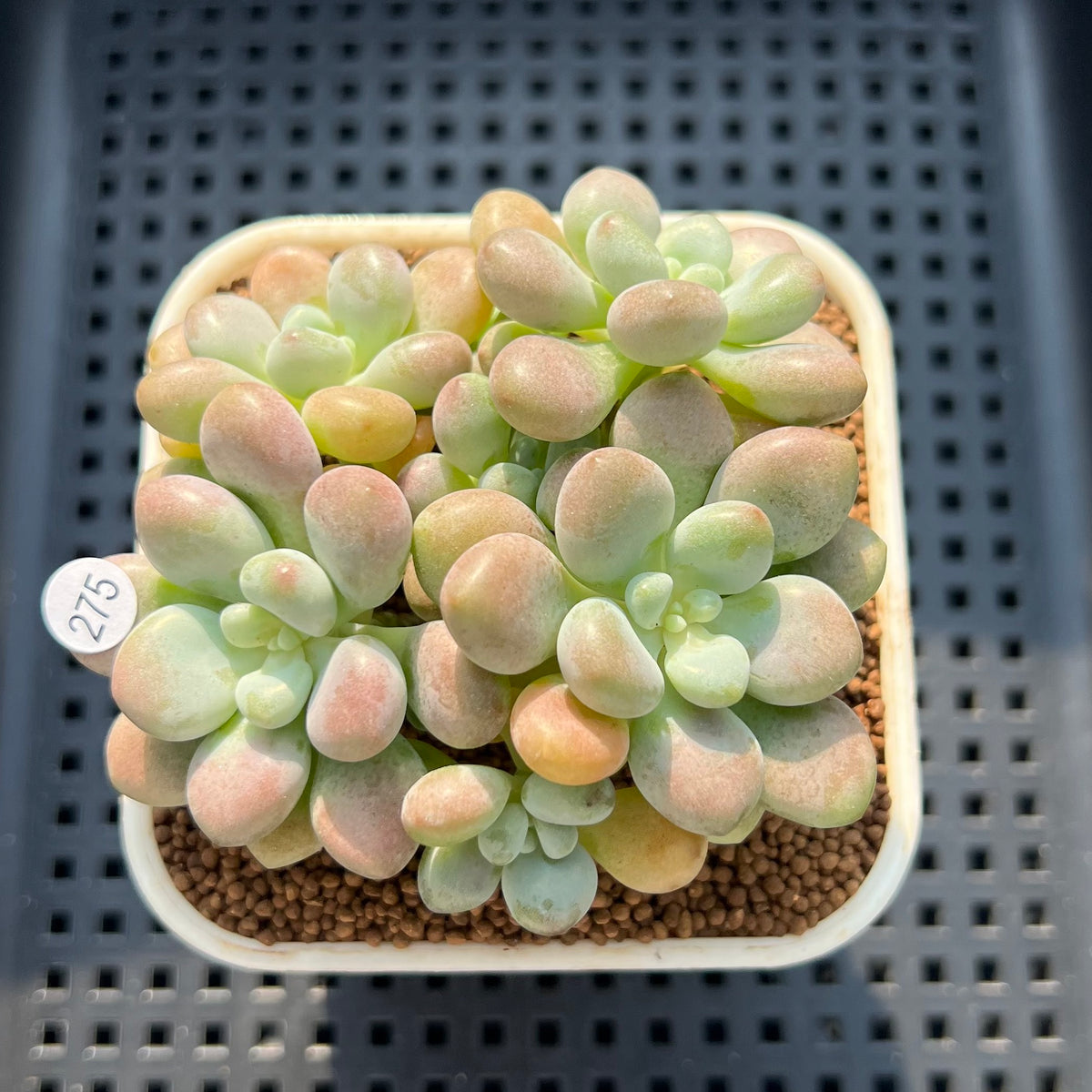 Graptoveria 'Pink Cherry' 2" Succulent Plant (Cutting)
