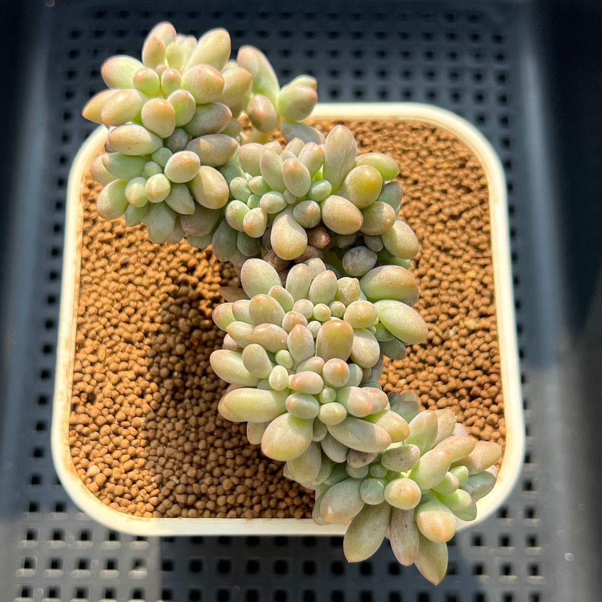 Pachyphytum 'Purple Beauty' Crested Cluster 3"-4" Succulent Plant (Cutting)