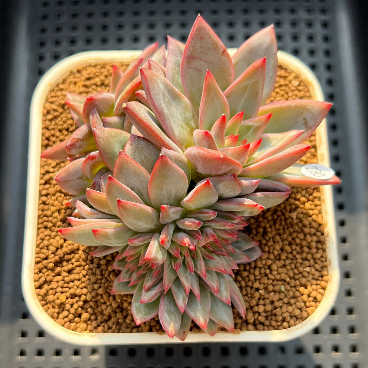 Echeveria 'Red Dragon' Crested Cluster 3" Succulent Plant (Cutting)