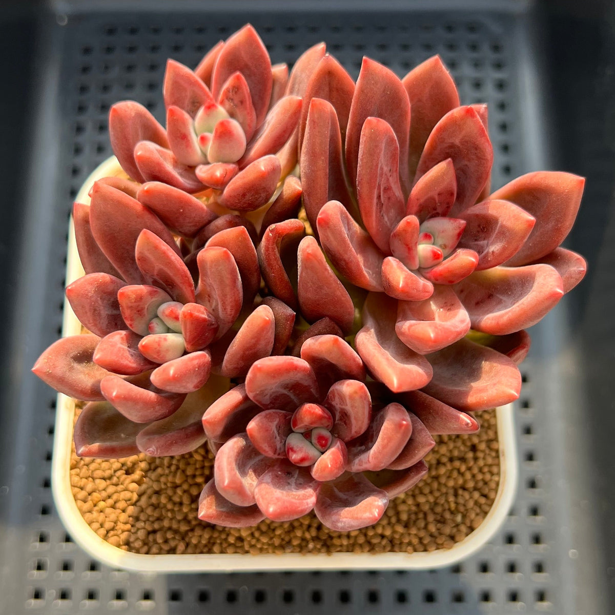 Pachyphytum 'Sunny' 4" Cluster Succulent Plant (Cutting)