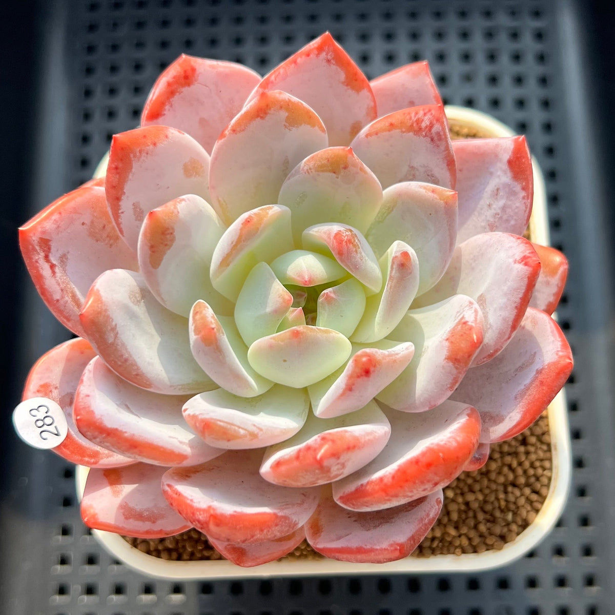 Echeveria 'Seong Yeong' 3"-4" Succulent Plant (Cutting)