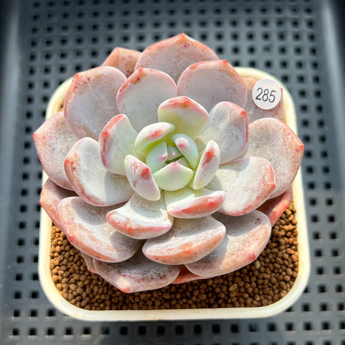 Echeveria 'Purple Look' 3" Succulent Plant (Cutting)