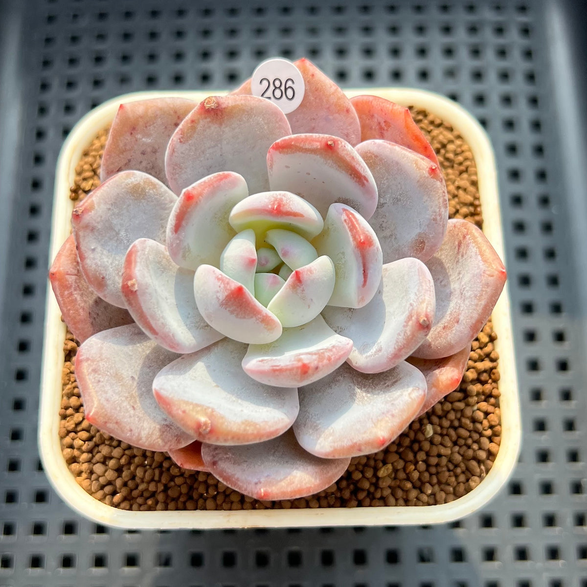 Echeveria 'Purple Look' 3" Succulent Plant (Cutting)