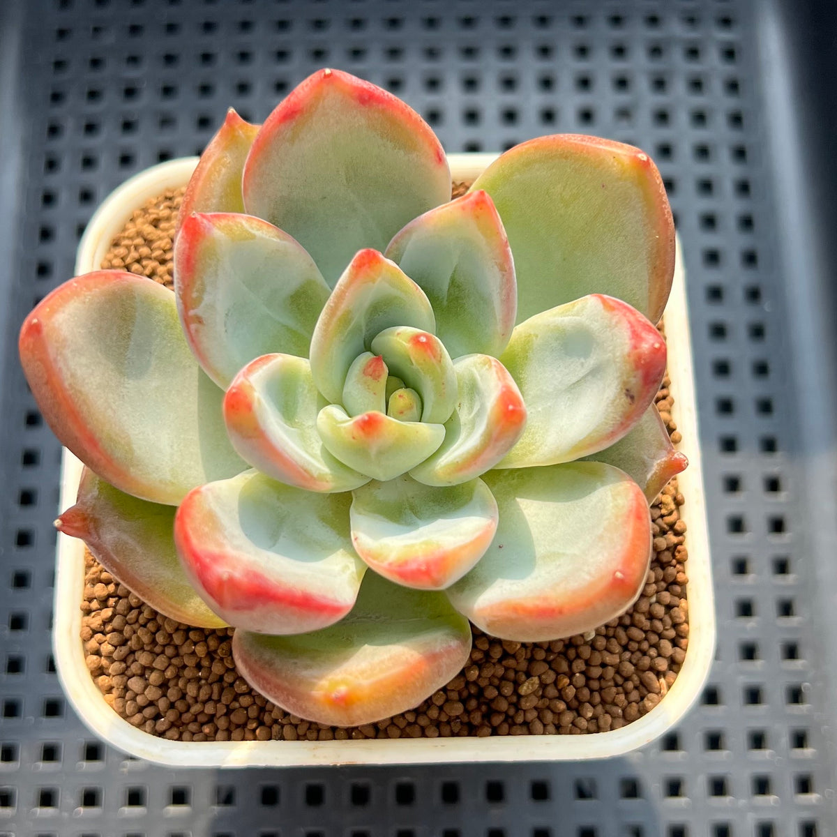 Echeveria 'Happy Tree' 2" Succulent Plant (Cutting)