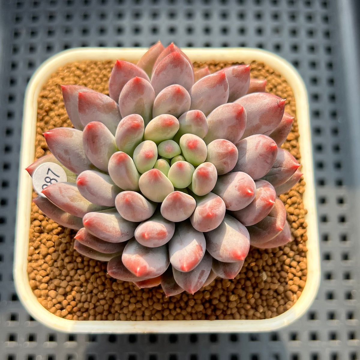 Pachyveria 'Baby Ball' 3" Succulent Plant (Cutting)