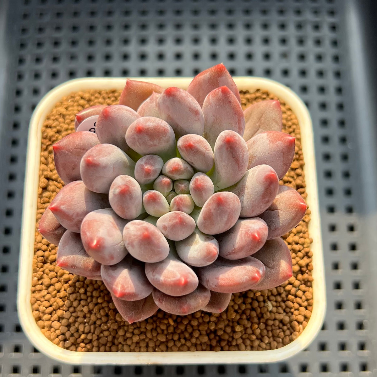 Pachyveria 'Baby Ball' 3" Succulent Plant (Cutting)