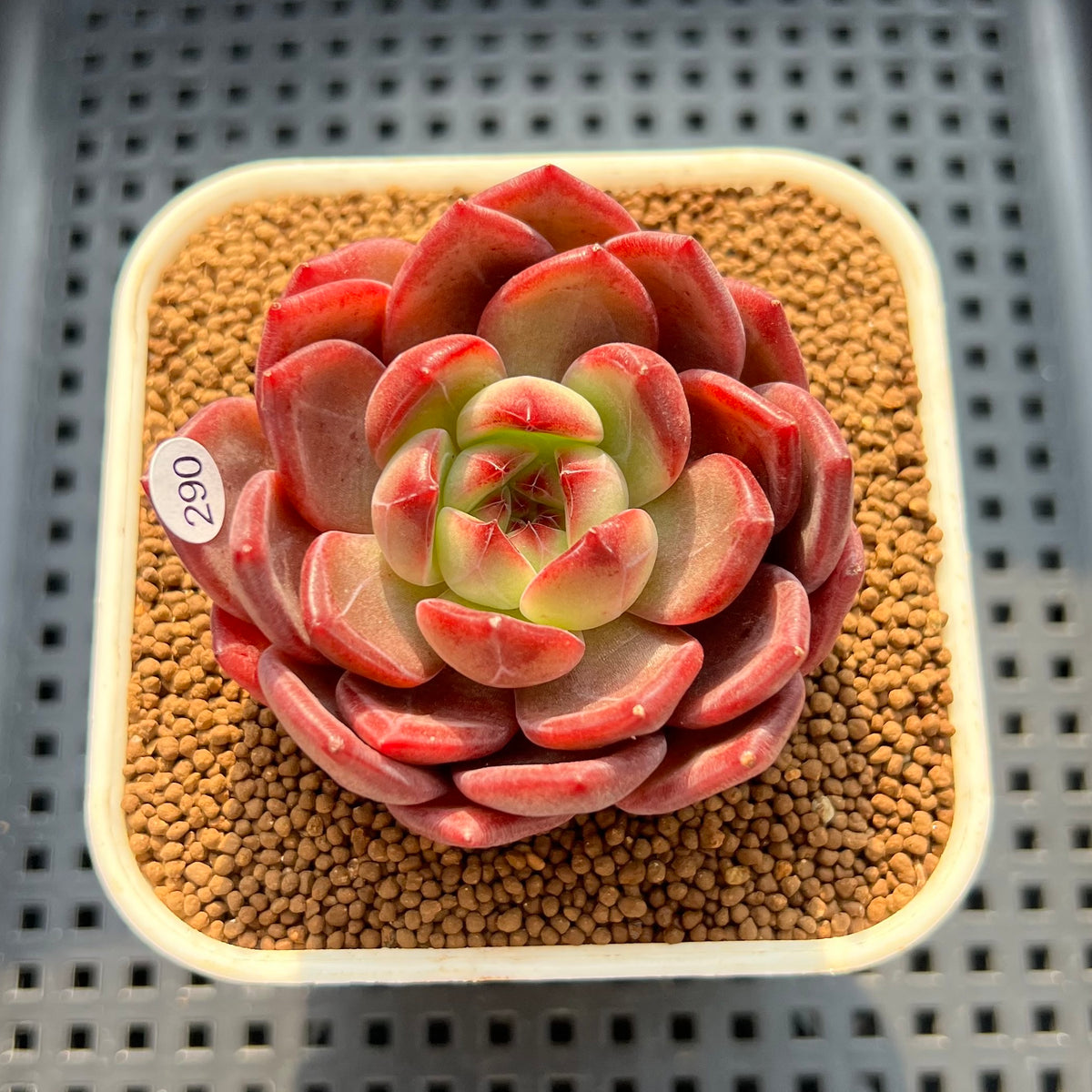 Echeveria 'Red Solar' 3"-4" Succulent Plant (Cutting)