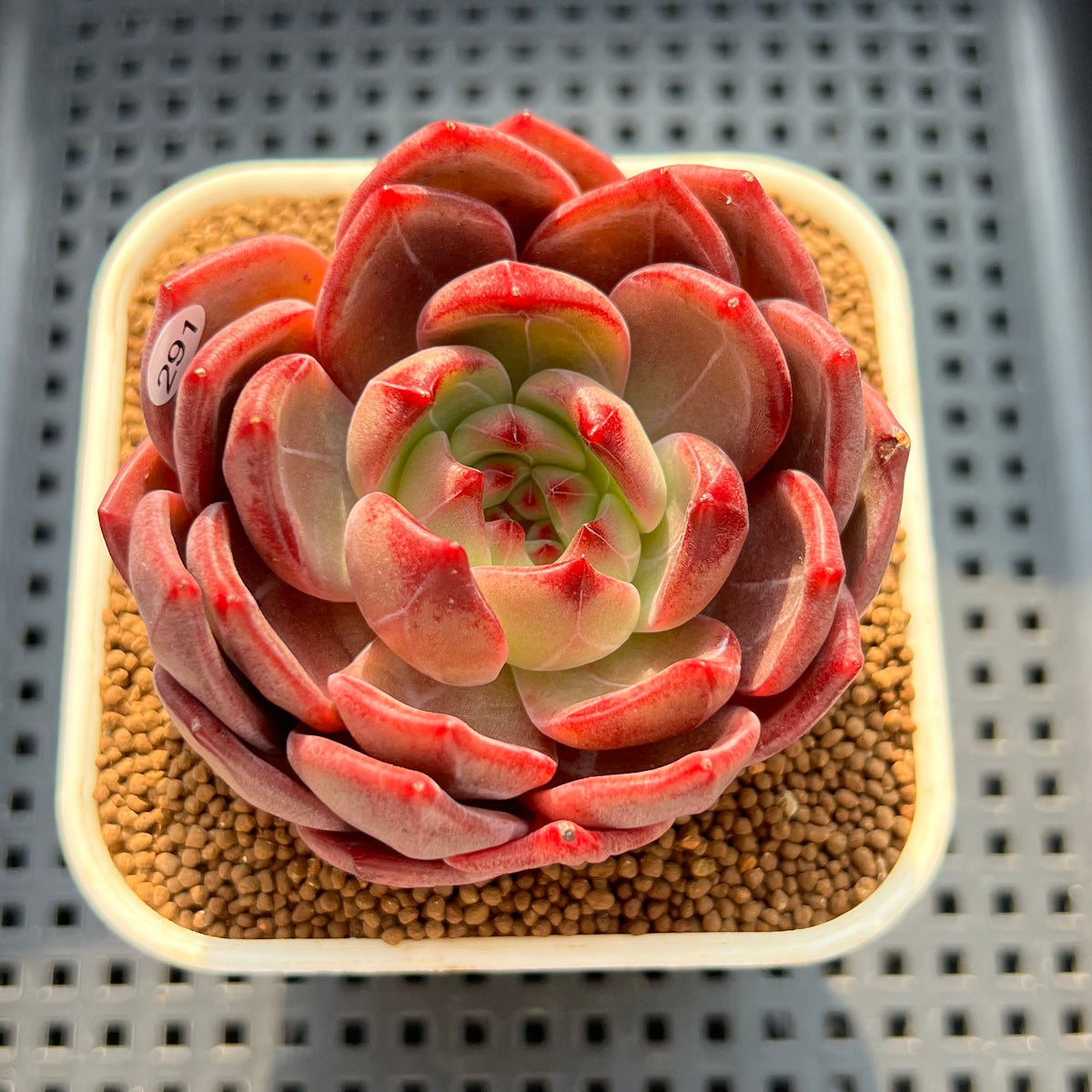 Echeveria 'Red Solar' 3"-4" Succulent Plant (Cutting)