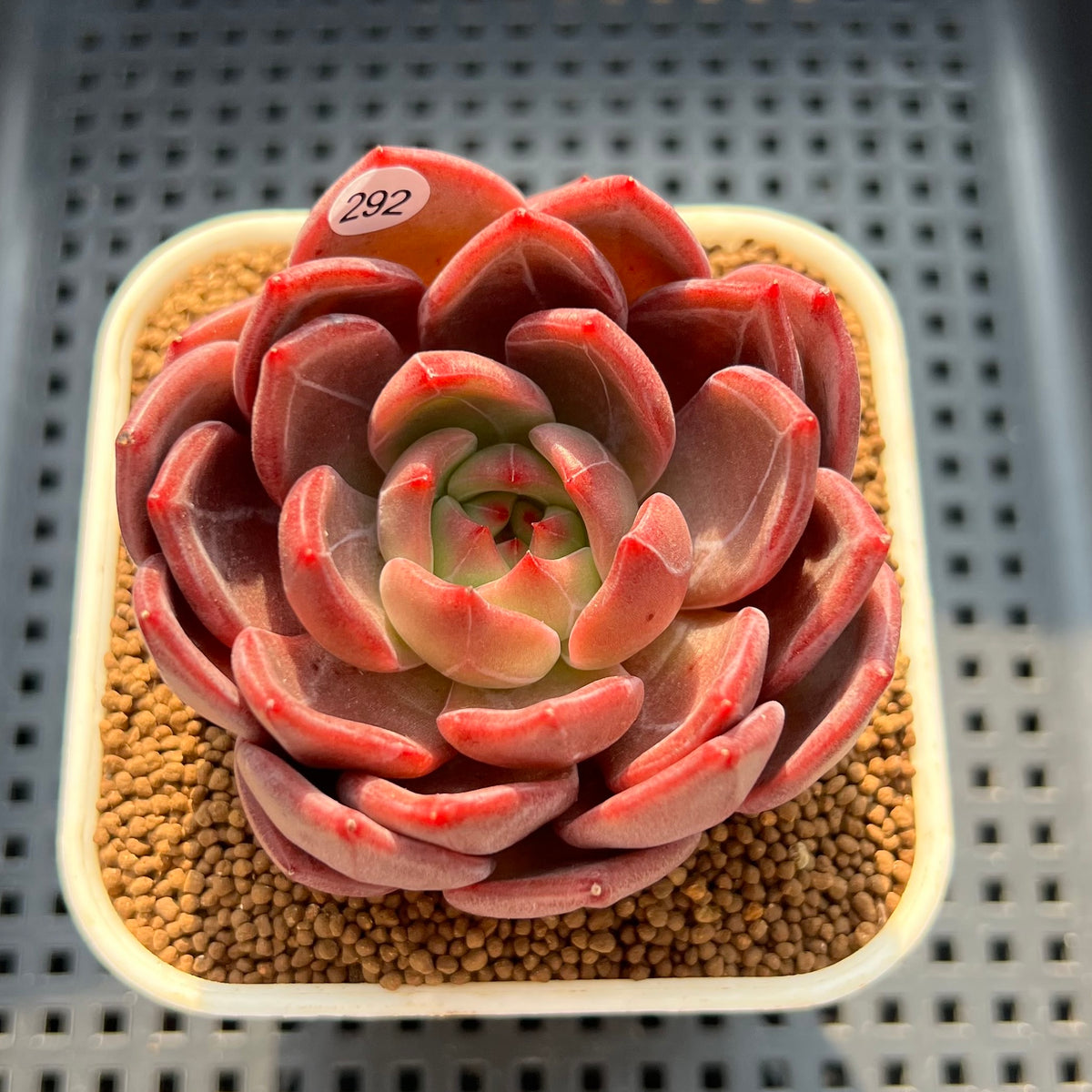 Echeveria 'Red Solar' 3"-4" Succulent Plant (Cutting)