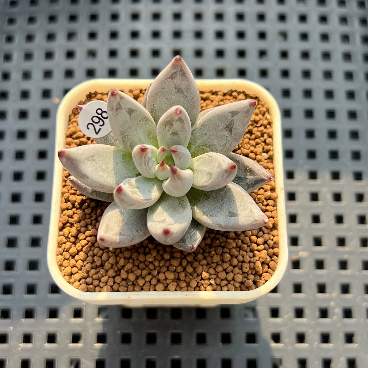 Echeveria Unguiculata 1"-2" Succulent Plant (Cutting)