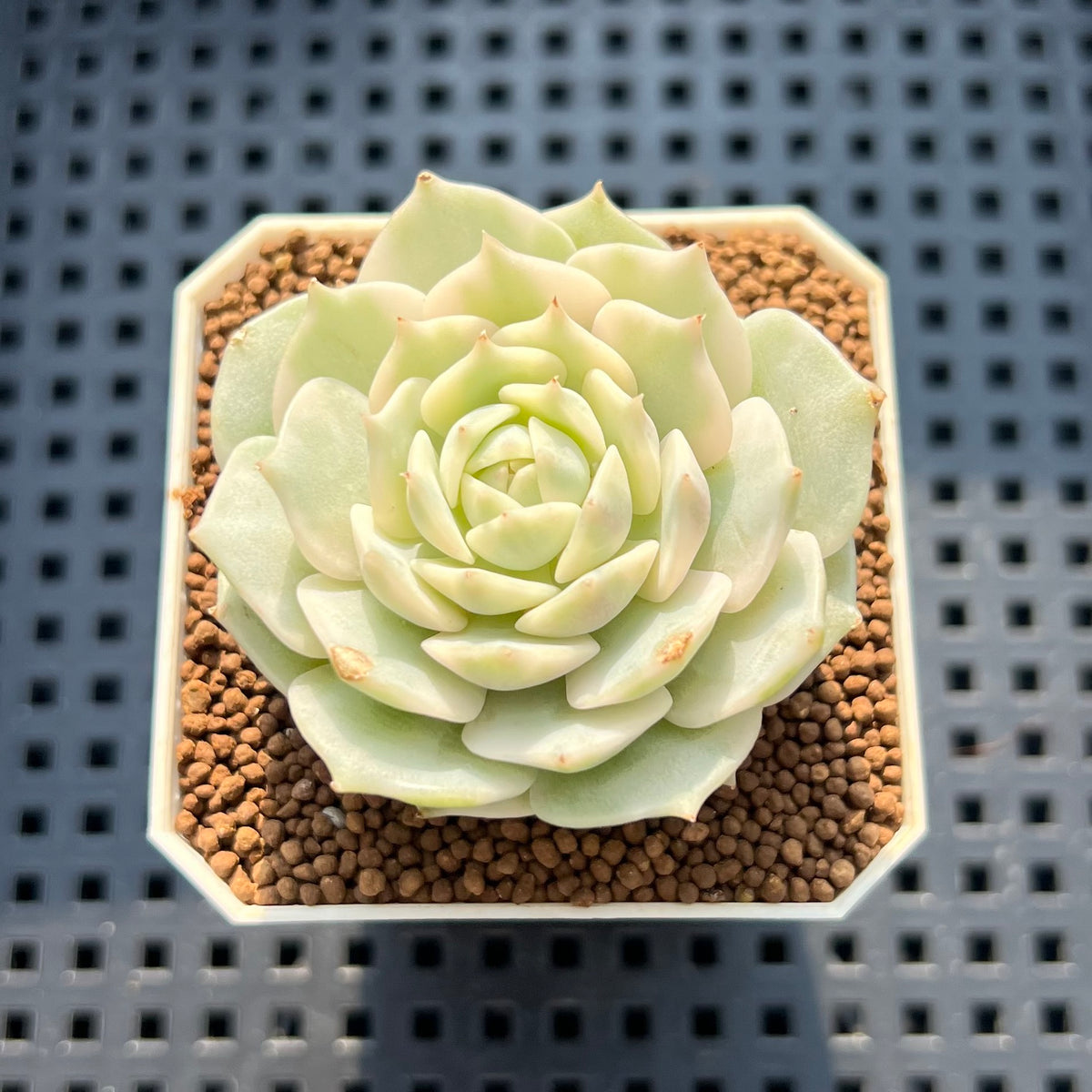 Echeveria 'Lola' Variegated 1"-2" Succulent Plant (Cutting)