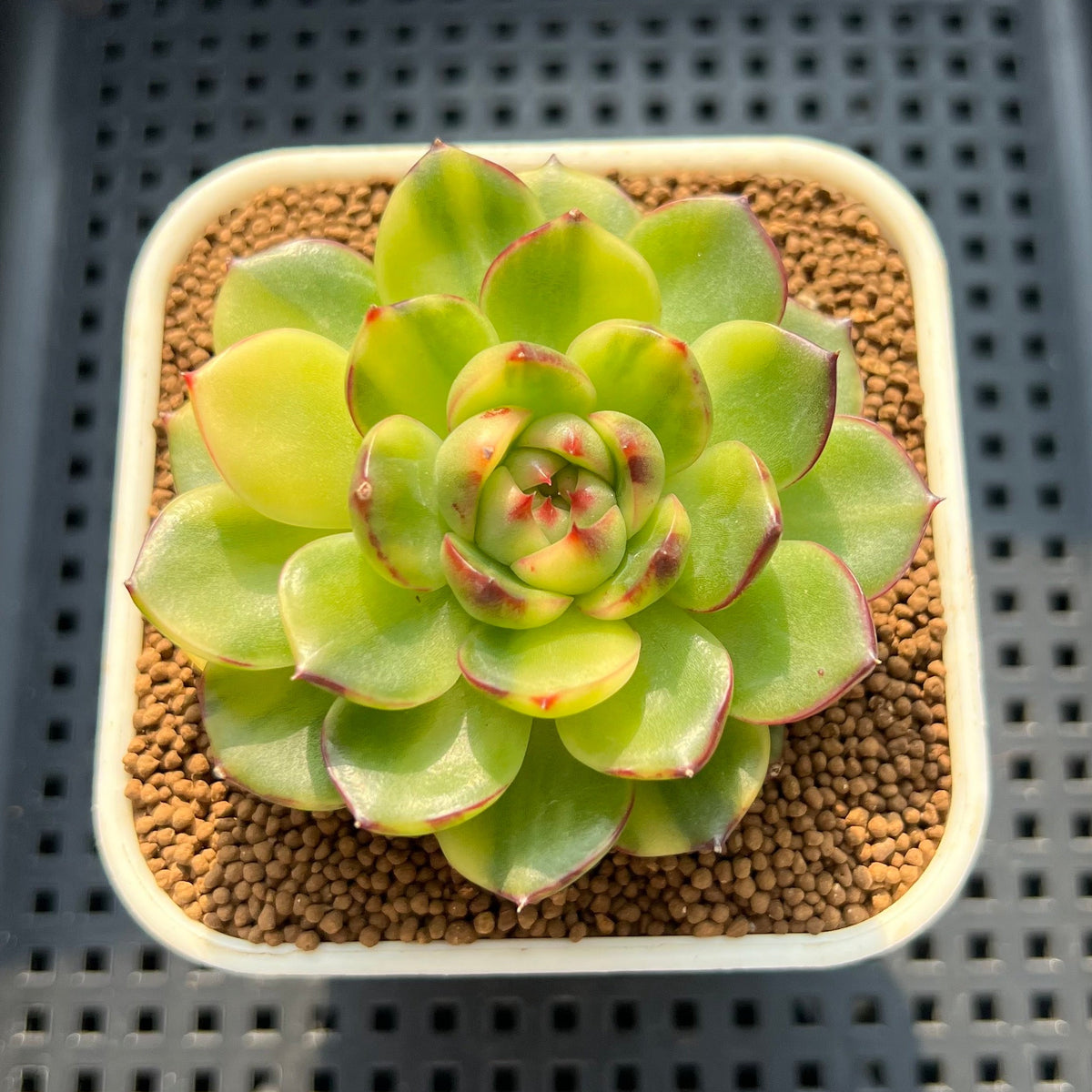 Echeveria Agavoides 'Fire Pillar' Variegated 2"-3" Succulent Plant (Cutting)