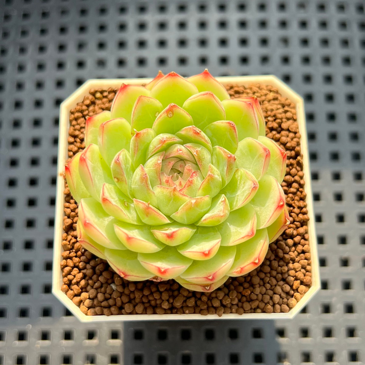 Echeveria 'Puppet' 1"-2" Succulent Plant New Hybrid (Cutting)