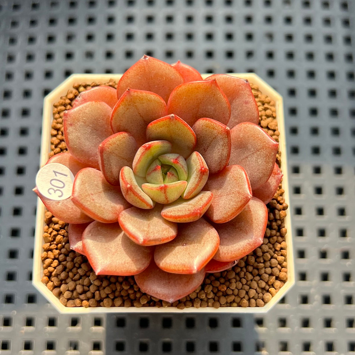 Echeveria 'Purple Glow' 2" Succulent Plant (Cutting)