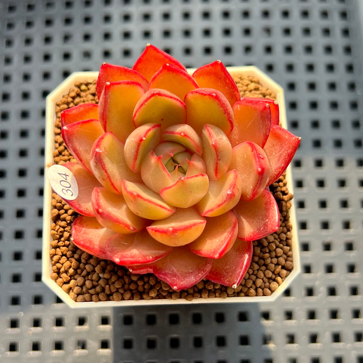 Echeveria 'Iris Theory' 2" Succulent Plant New Hybrid (Cutting)