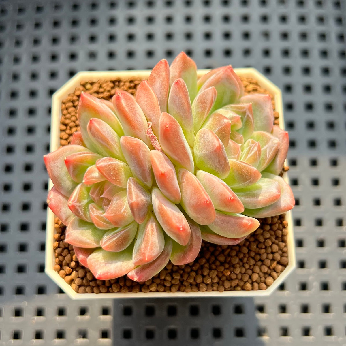 Echeveria 'Watermelon' 2" Succulent Plant (Cutting)