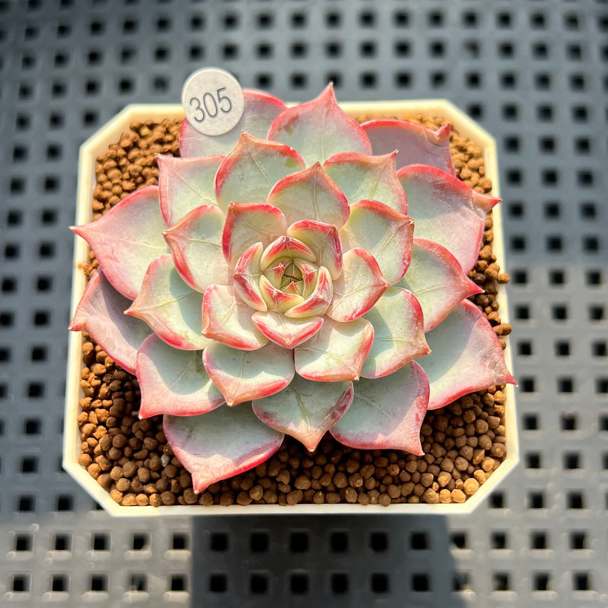 Echeveria 'Fairy Queen' 1"-2" Succulent Plant (Cutting)