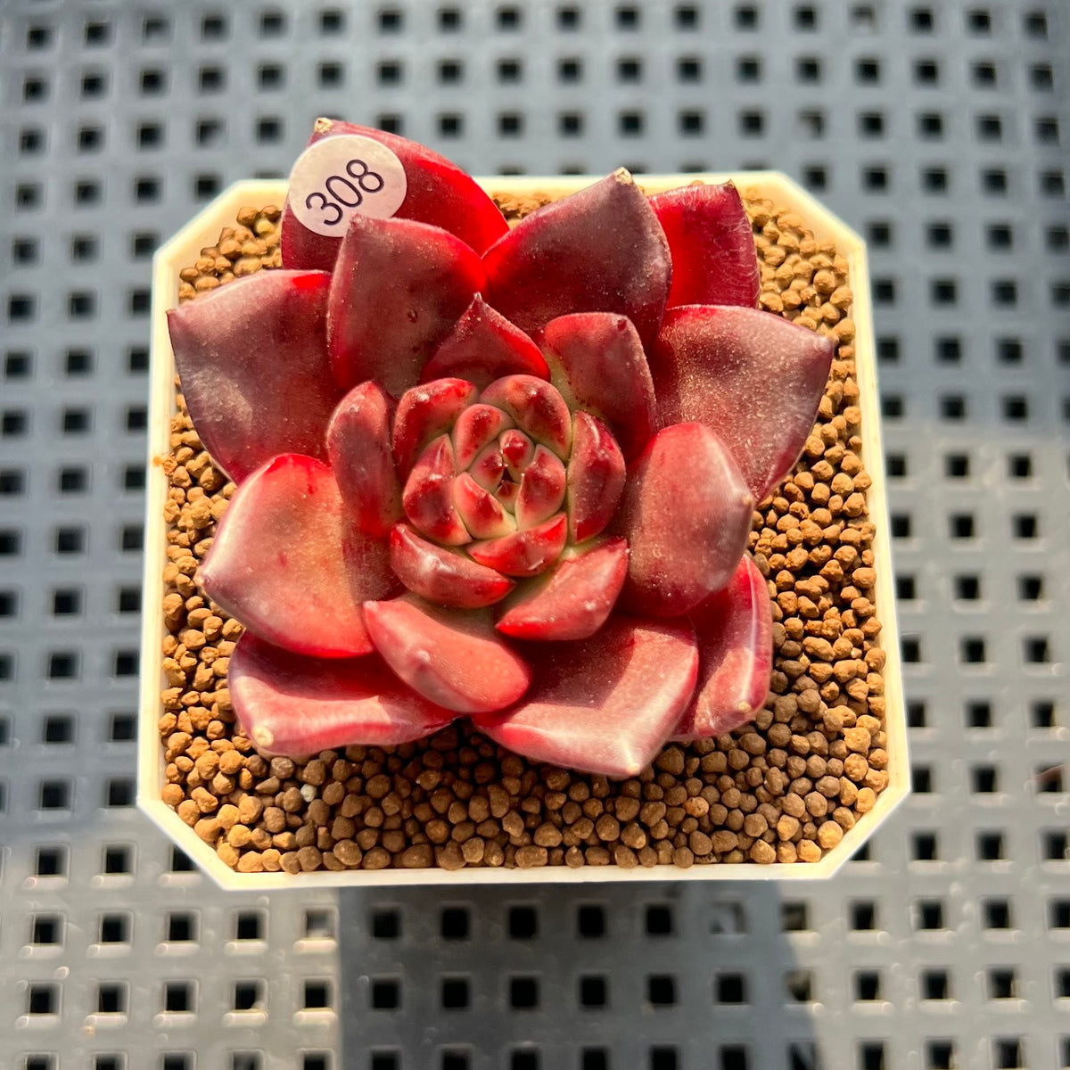 Echeveria 'Osprey' 2" Succulent Plant New Hybrid (Cutting)