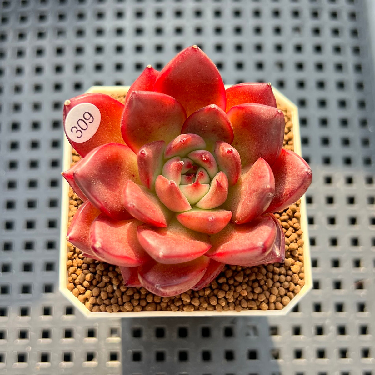 Echeveria 'Osprey' 2" Succulent Plant New Hybrid (Cutting)