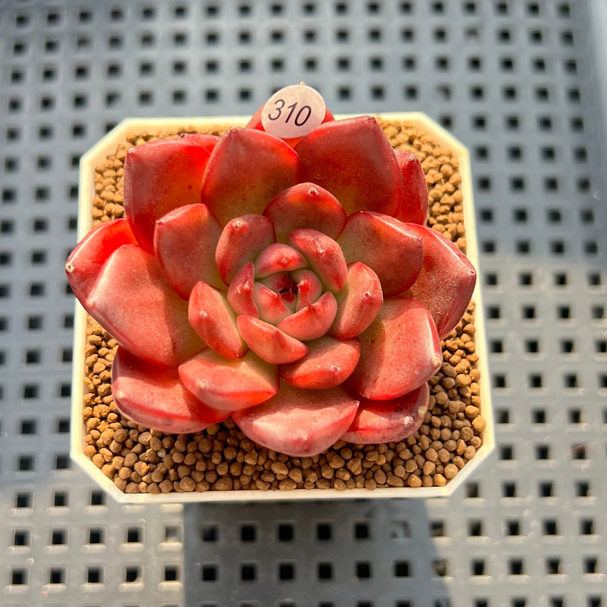Echeveria 'Osprey' 2" Succulent Plant New Hybrid (Cutting)