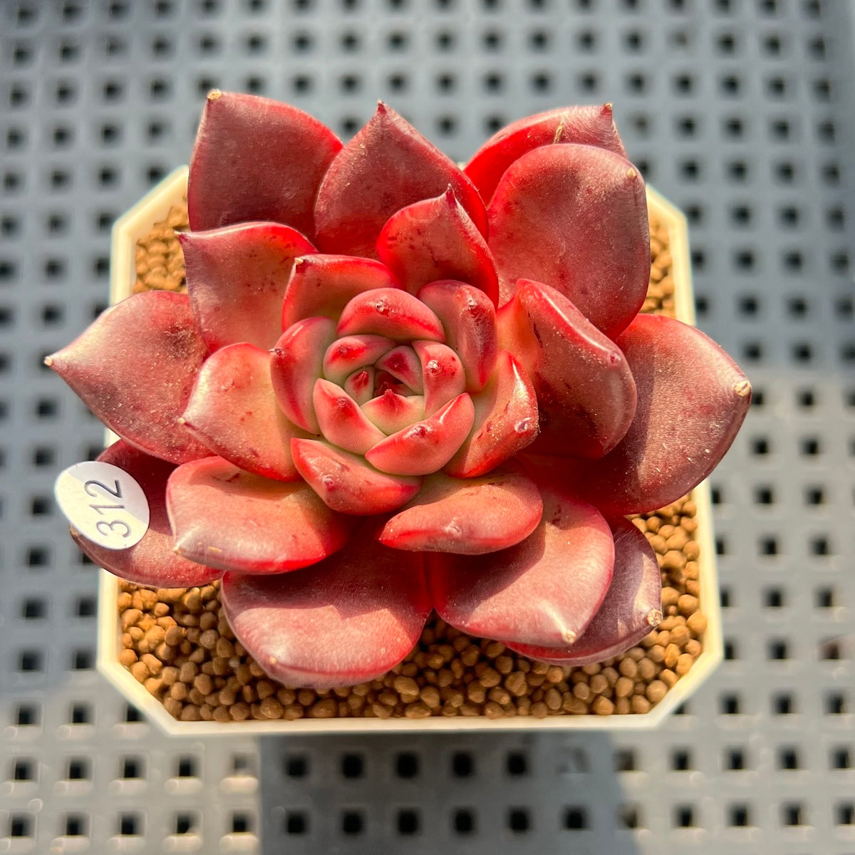 Echeveria 'Osprey' 2"-3" Succulent Plant New Hybrid (Cutting)
