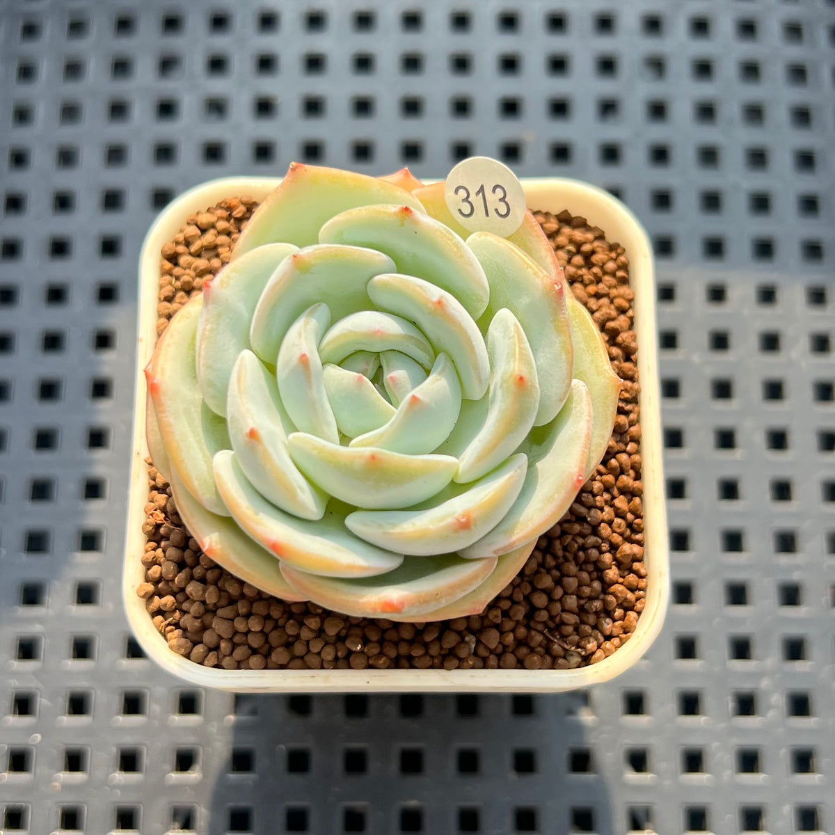 Echeveria 'White Salt' 1" Succulent Plant (Cutting)