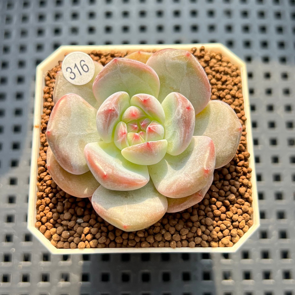 Echeveria 'Black Icemon' 1"-2" Succulent Plant (Cutting)