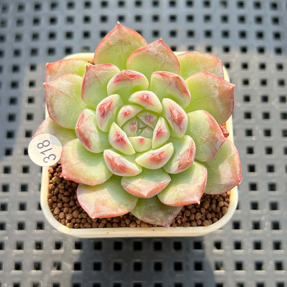 Echeveria 'Treasure' 1" Succulent Plant New Hybrid (Cutting)