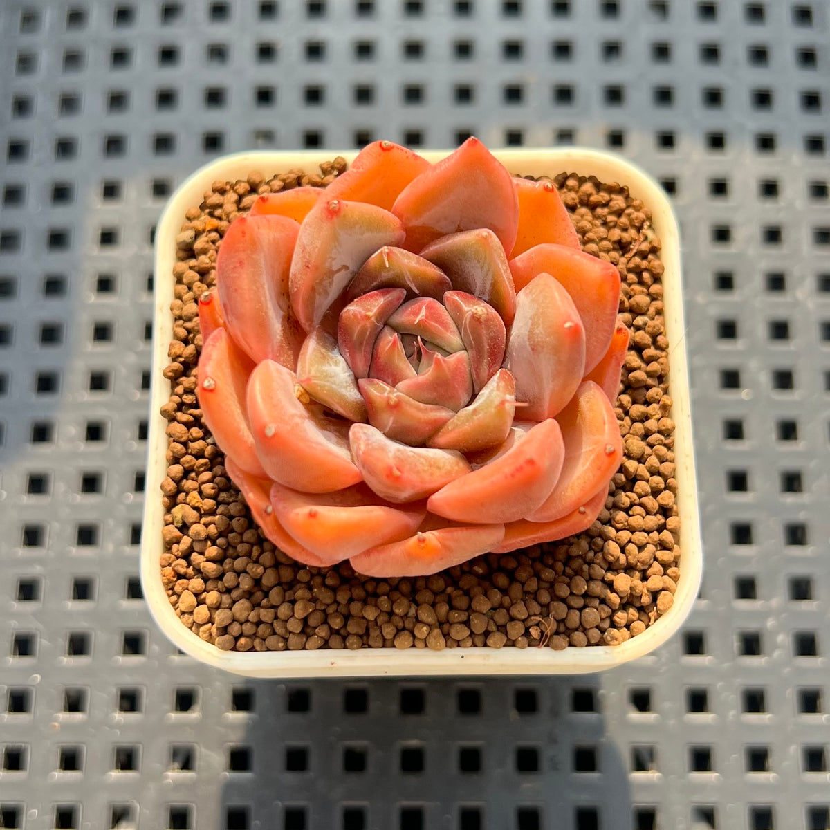 Echeveria 'Pinks' 1" Succulent Plant (Cutting)