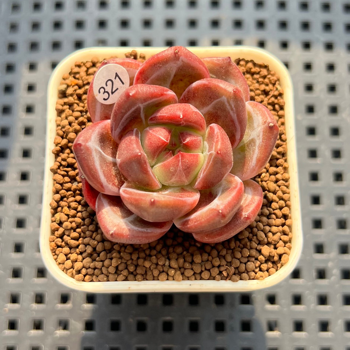 Echeveria 'Eos' 1" Succulent Plant (Cutting)