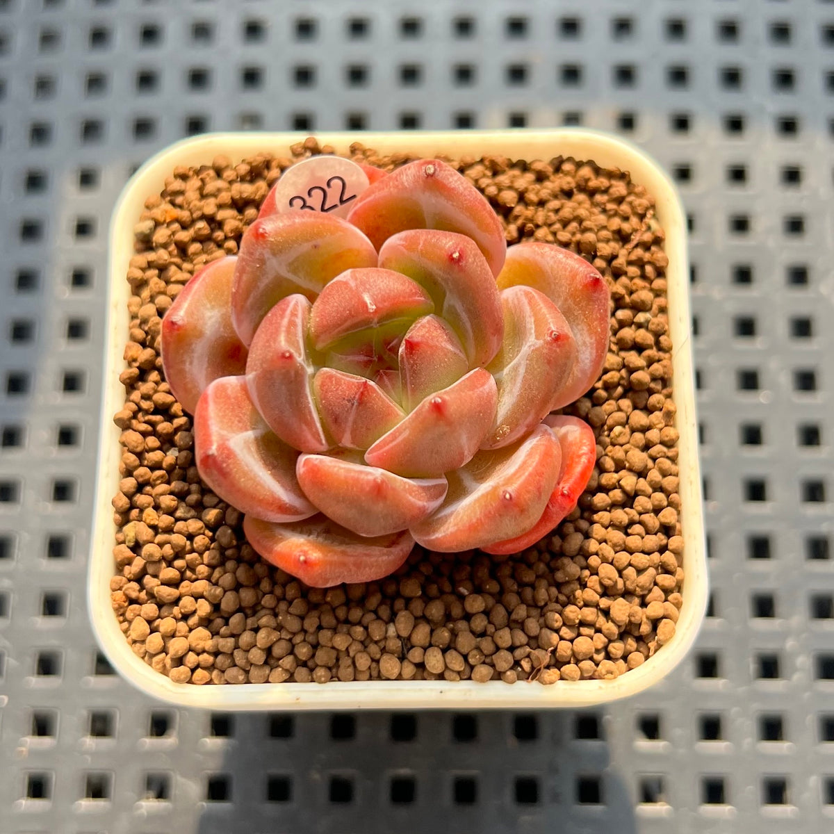 Echeveria 'Eos' 1" Succulent Plant (Cutting)