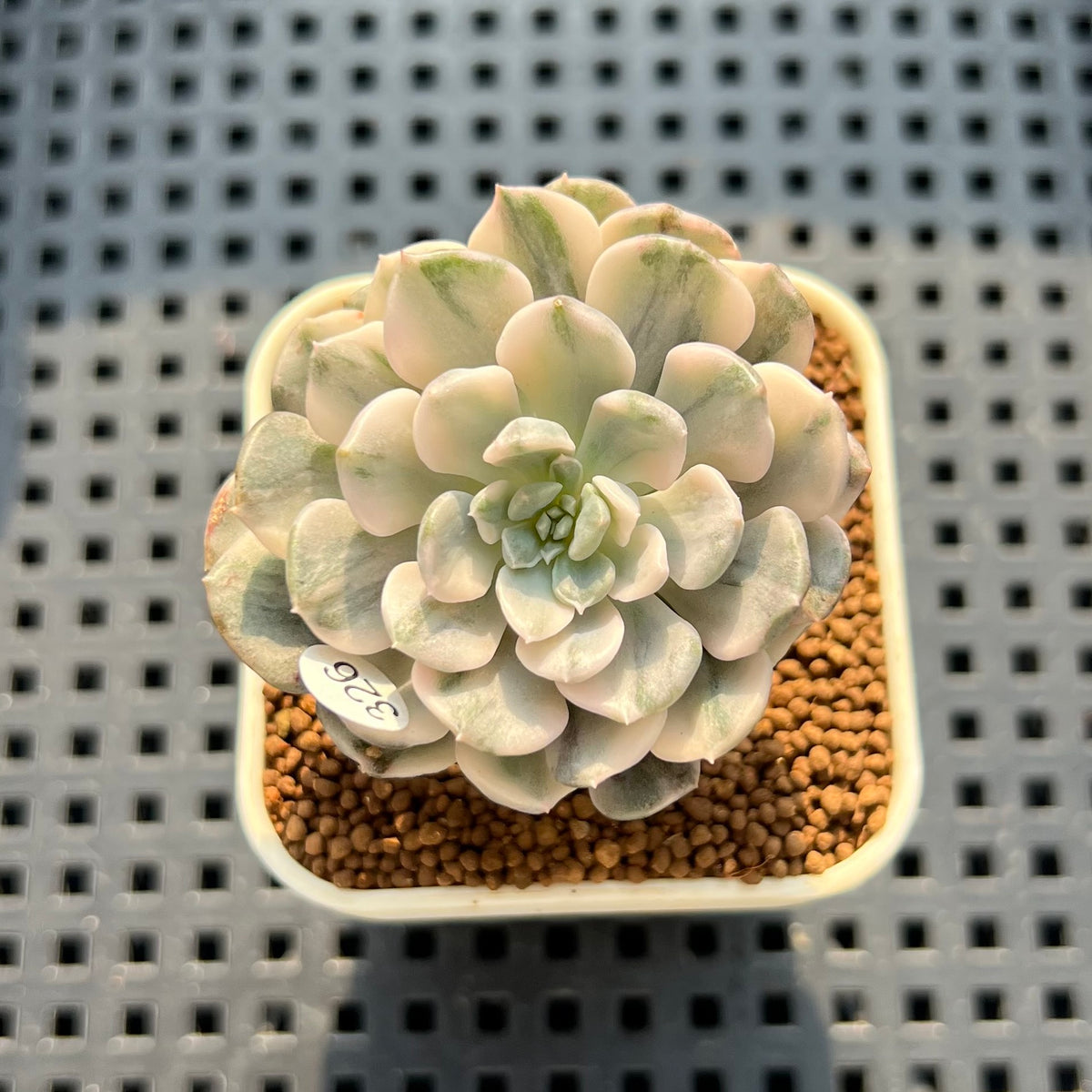 Echeveria 'Tinkerbell' Variegated 2" Succulent Plant (Cutting)