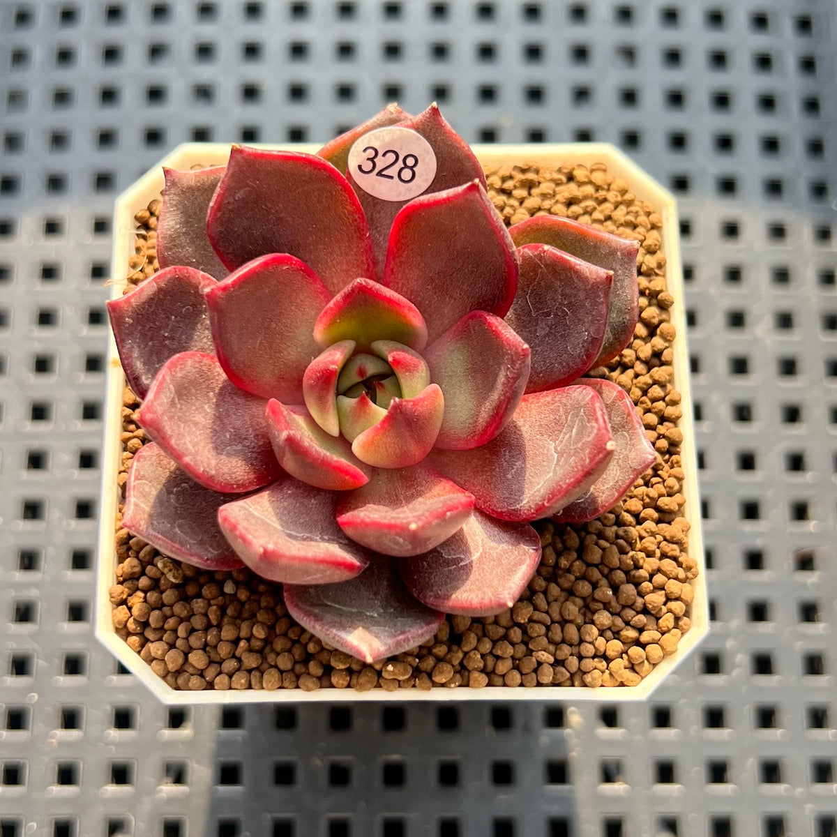 Echeveria 'Rainy' 2" Succulent Plant (Cutting)