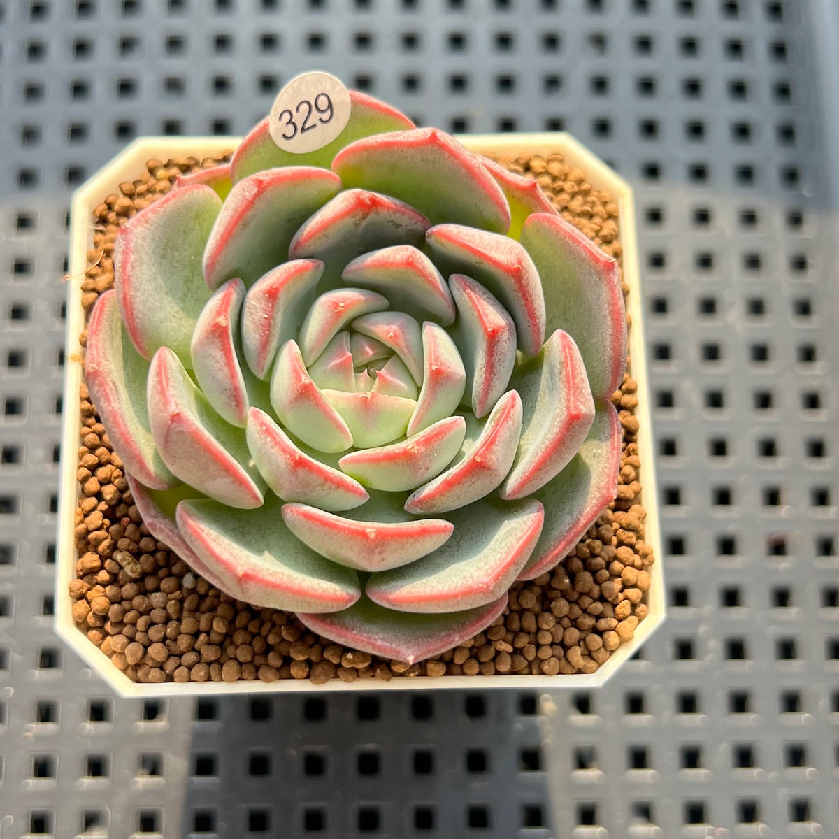 Echeveria 'German Rose' 1"-2" Succulent Plant (Cutting)