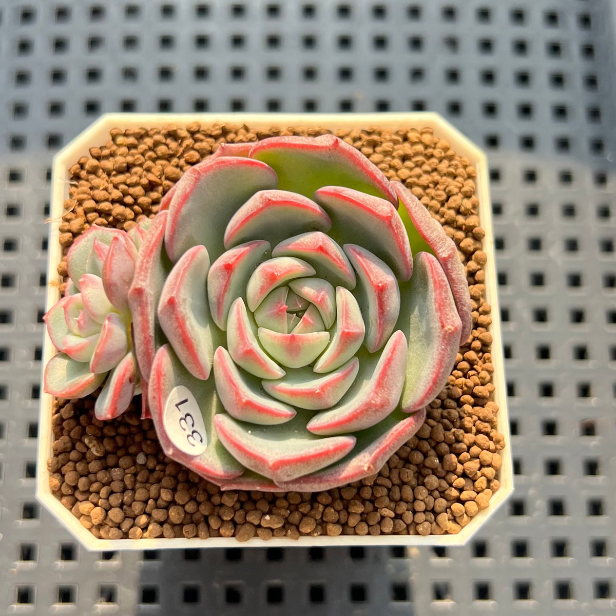Echeveria 'German Rose' 1"-2" Succulent Plant (Cutting)