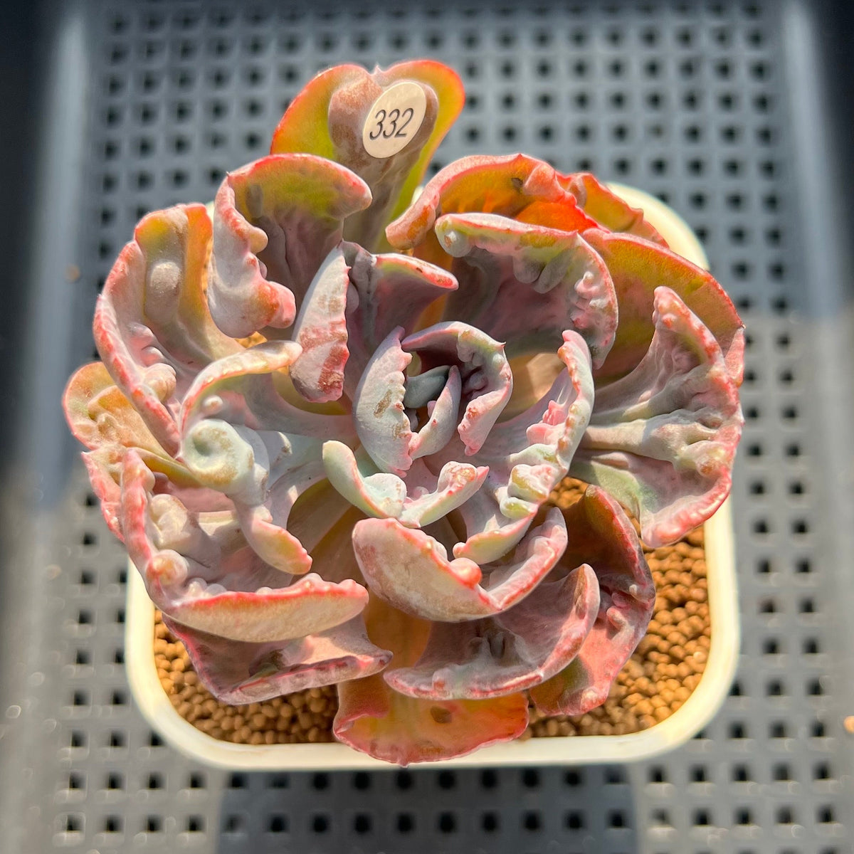 Echeveria 'Beyonce Rainbow' 2"-3" Succulent Plant (Cutting)