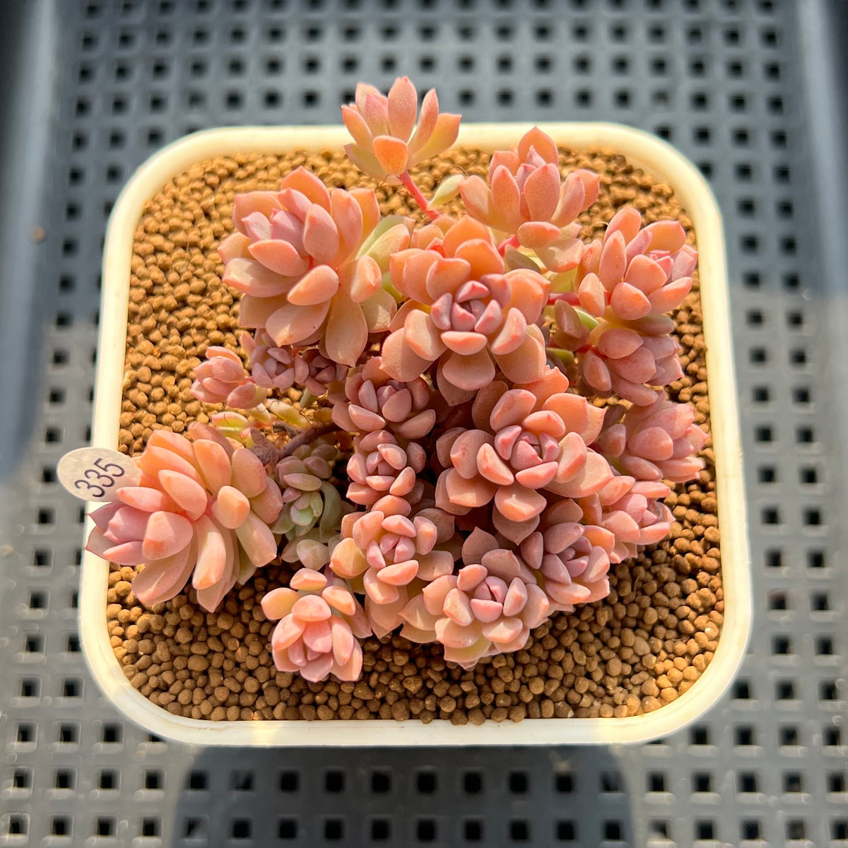 Sedeveria 'Pink Diora' 2"-3" Cluster Succulent Plant (Cutting)