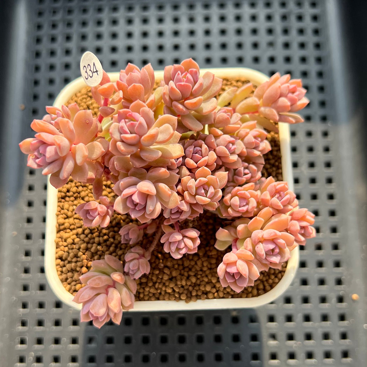 Sedeveria 'Pink Diora' 2"-3" Cluster Succulent Plant (Cutting)