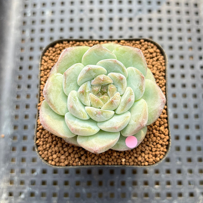 one succulent plant Echeveria 'The One' 2" Jelly Type Succulent Plant Cutting