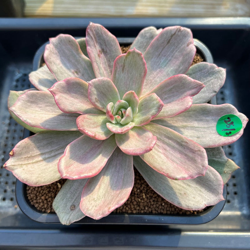 marble buttons succulent Echeveria 'Marble Stone' Variegated 4"-5" Succulent Plant Cutting – True Succulents  Plant Co