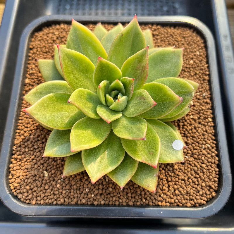 leopard succulent Echeveria 'Leopard' Variegated Type B 4" Succulent Plant Cutting