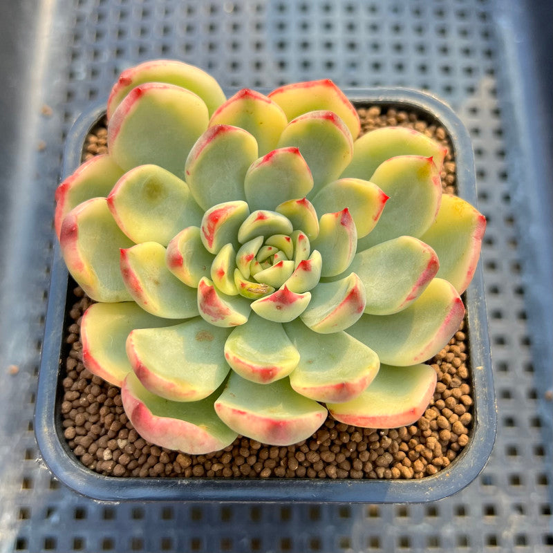 castle succulent Echeveria 'Gold Castle' Variegated 2" Succulent Plant Cutting