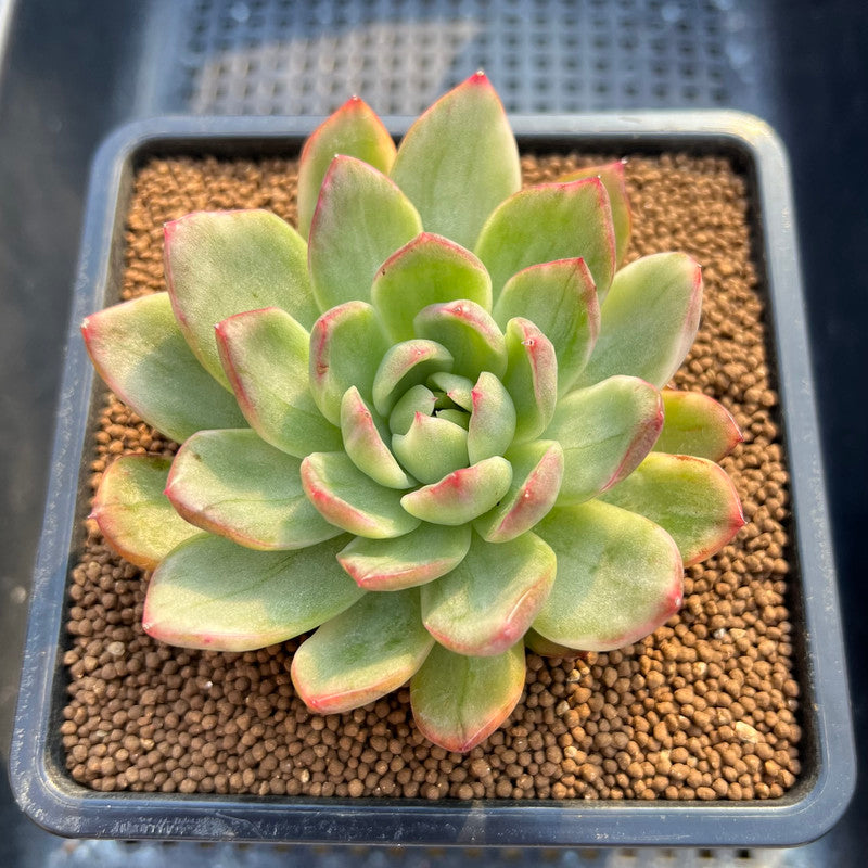 Echeveria 'Sunrise' Variegated 2