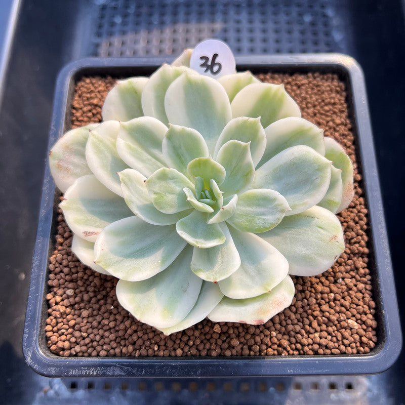 horse succulent Echeveria 'White Horse' Variegated 2"-3" Succulent Plant Cutting