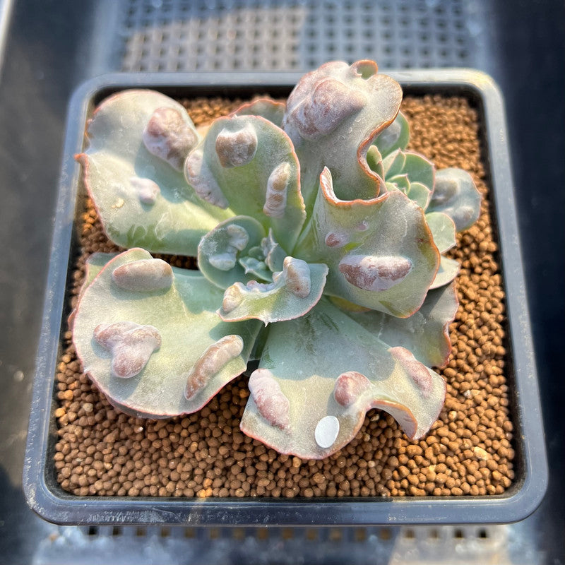 succulent with white bumps Echeveria 'White Speed Bump' 3" Succulent Plant Cutting – True Succulents Plant Co
