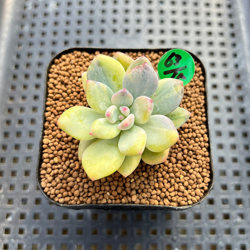 Pachyphytum 'Cute Finger' Variegated 1